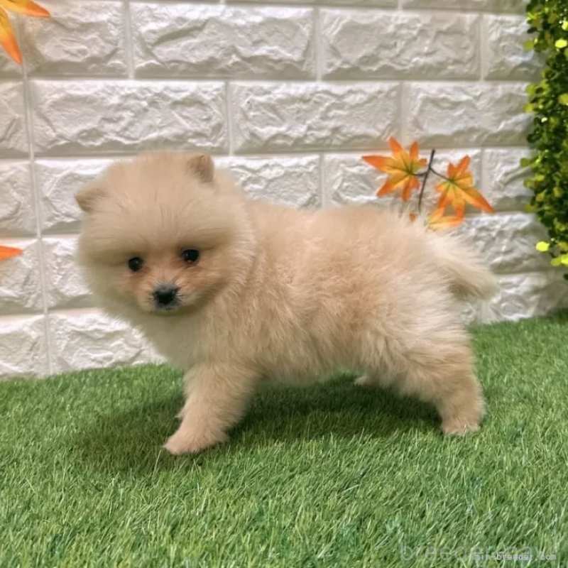 成約済の愛知県のポメラニアン-421794の4枚目