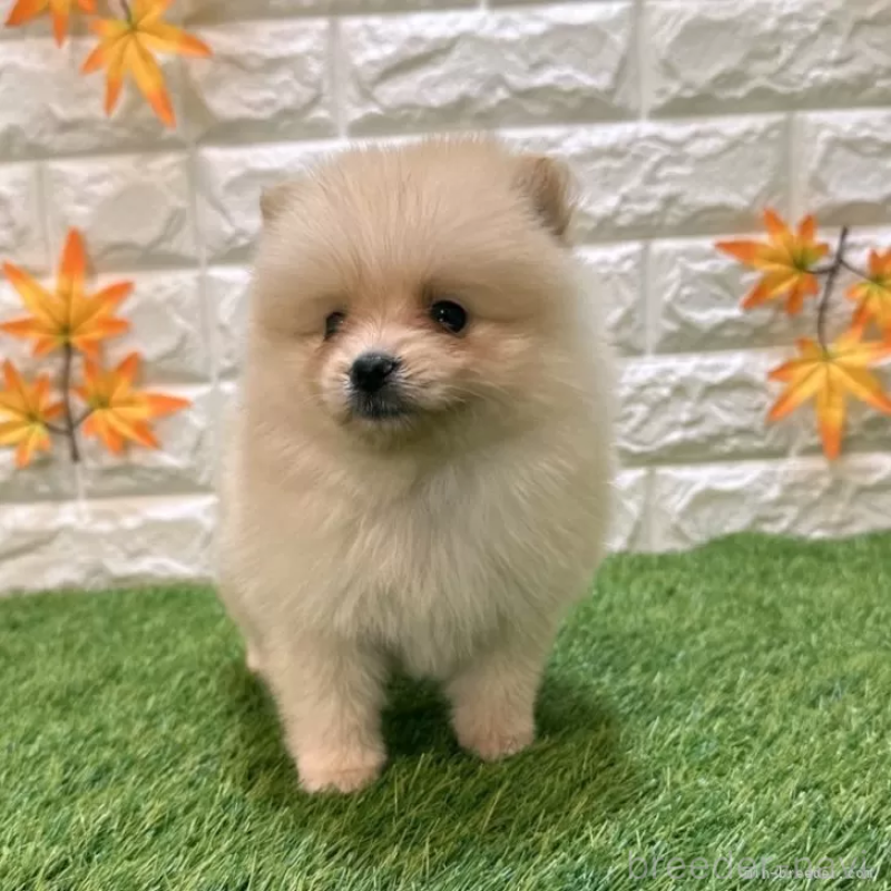 成約済の愛知県のポメラニアン-421794の3枚目