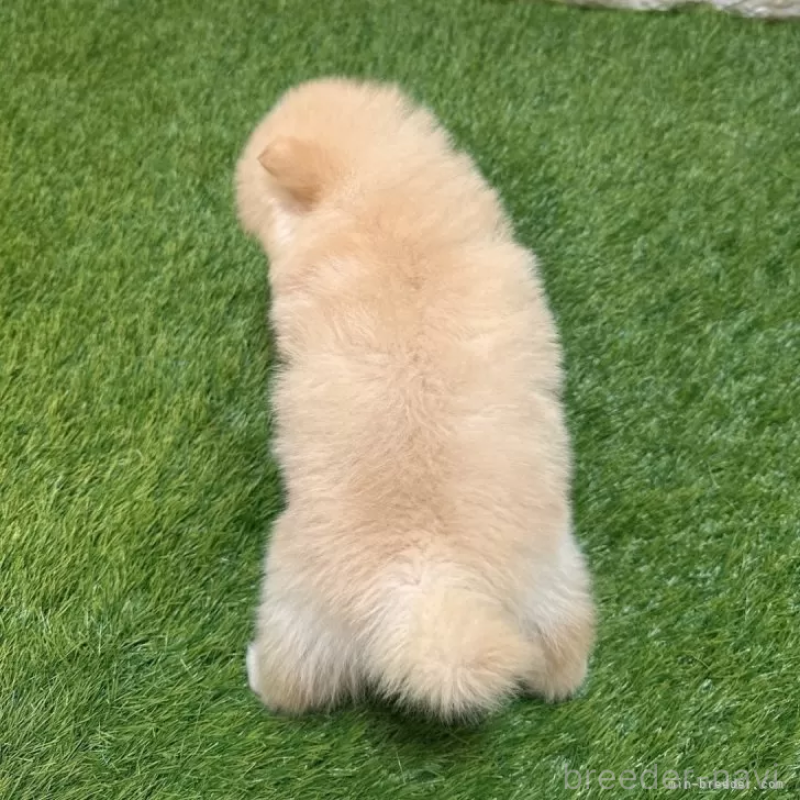 成約済の愛知県のポメラニアン-421794の2枚目