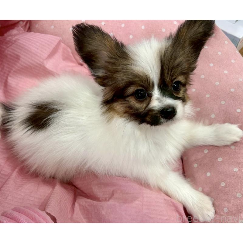 販売中の大阪府のパピヨン-423195の5枚目