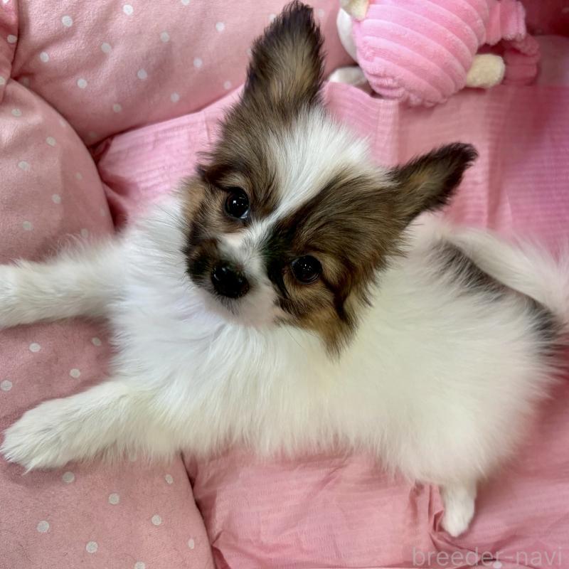 販売中の大阪府のパピヨン-423195の4枚目