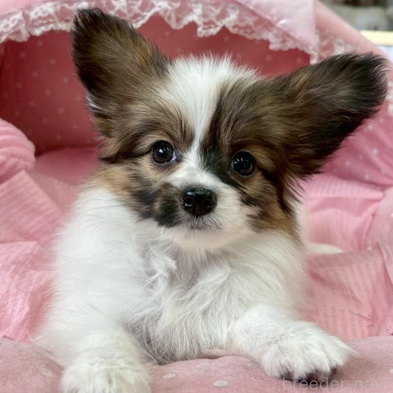 販売中の大阪府のパピヨン-423195の1枚目