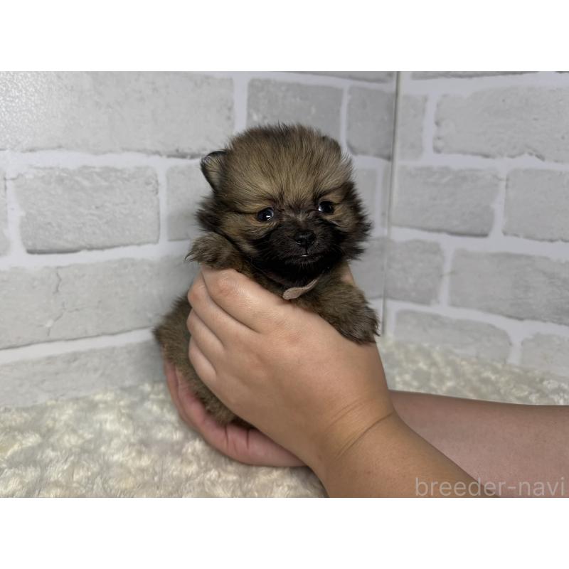 販売中の熊本県のポメラニアン-421007