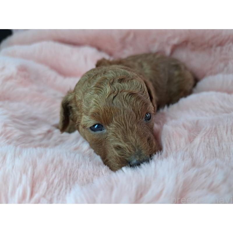 販売中の愛知県のトイプードル-423198