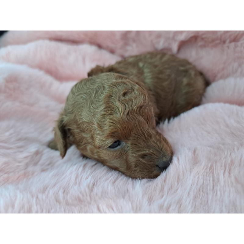 販売中の愛知県のトイプードル-423198の4枚目