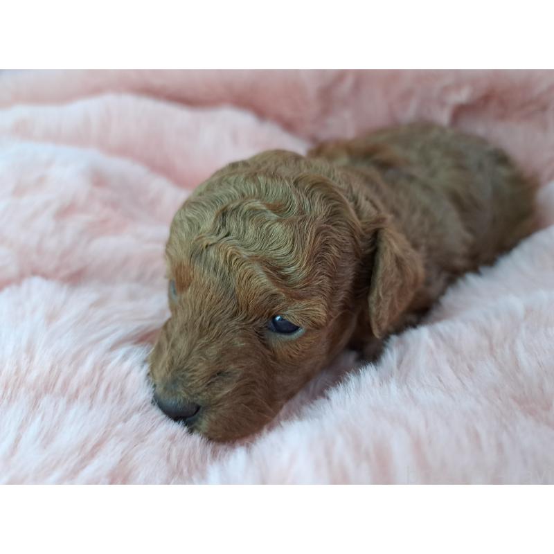 販売中の愛知県のトイプードル-423198の3枚目