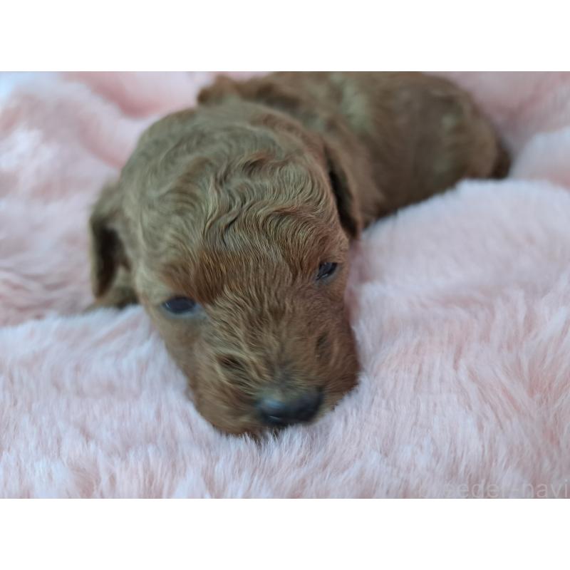 販売中の愛知県のトイプードル-423198の2枚目