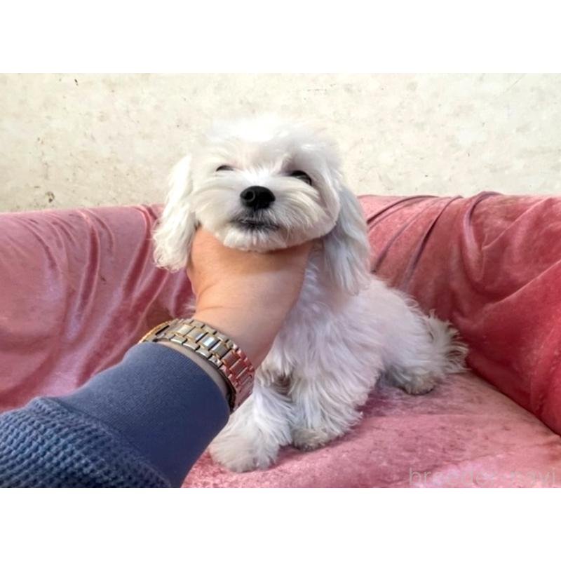 販売中の大阪府のマルチーズ-402231