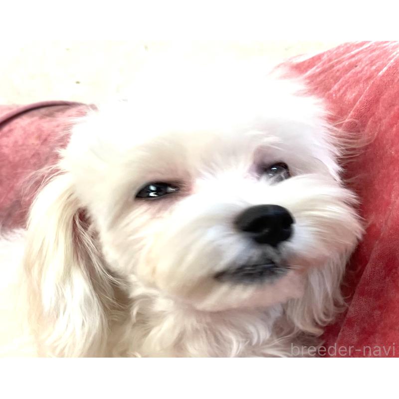 販売中の大阪府のマルチーズ-402231の5枚目
