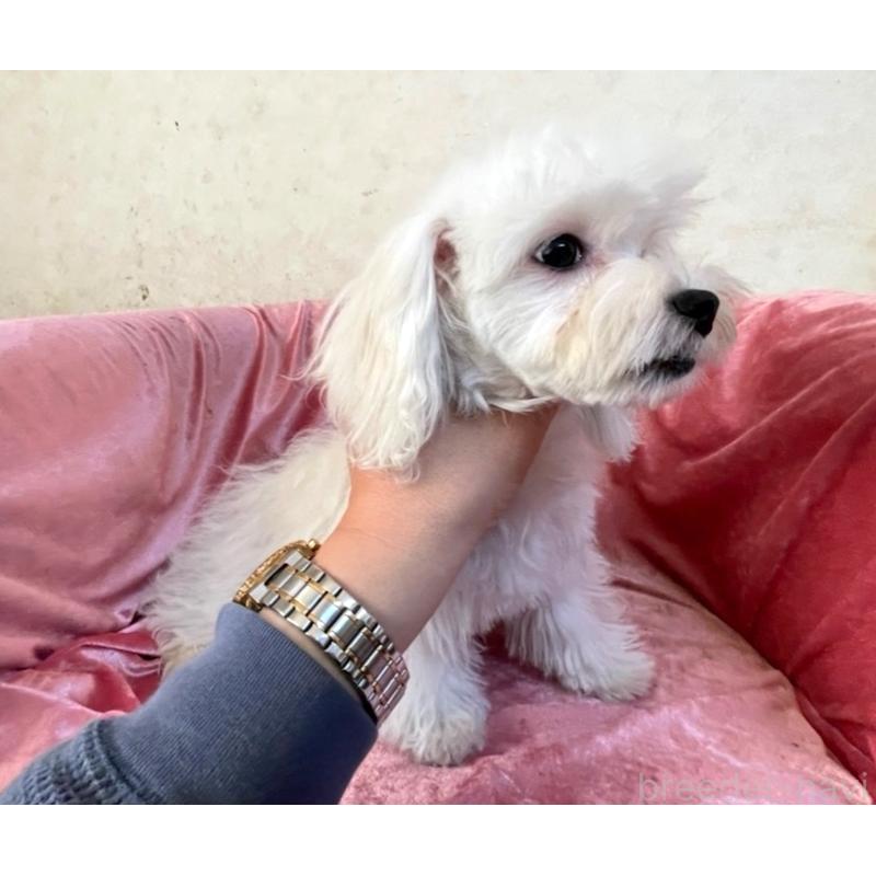 販売中の大阪府のマルチーズ-402231の4枚目