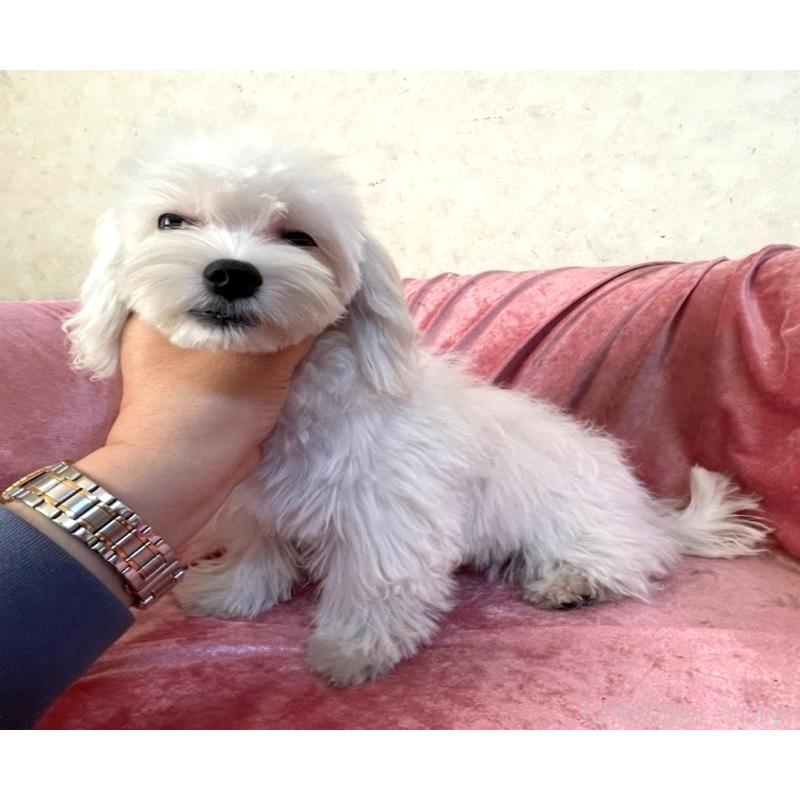 販売中の大阪府のマルチーズ-402231の3枚目