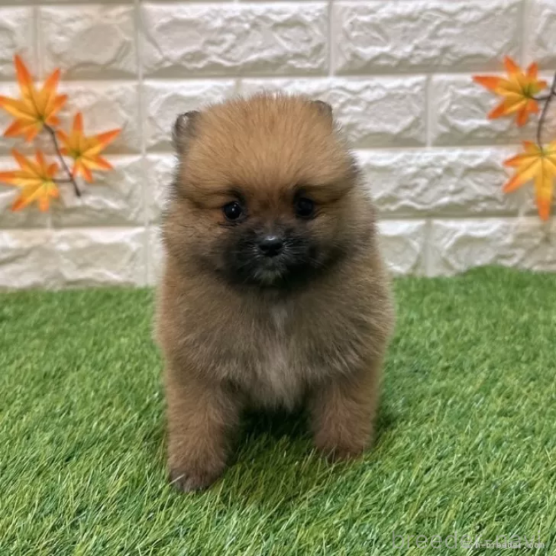 販売中の愛知県のポメラニアン-421800