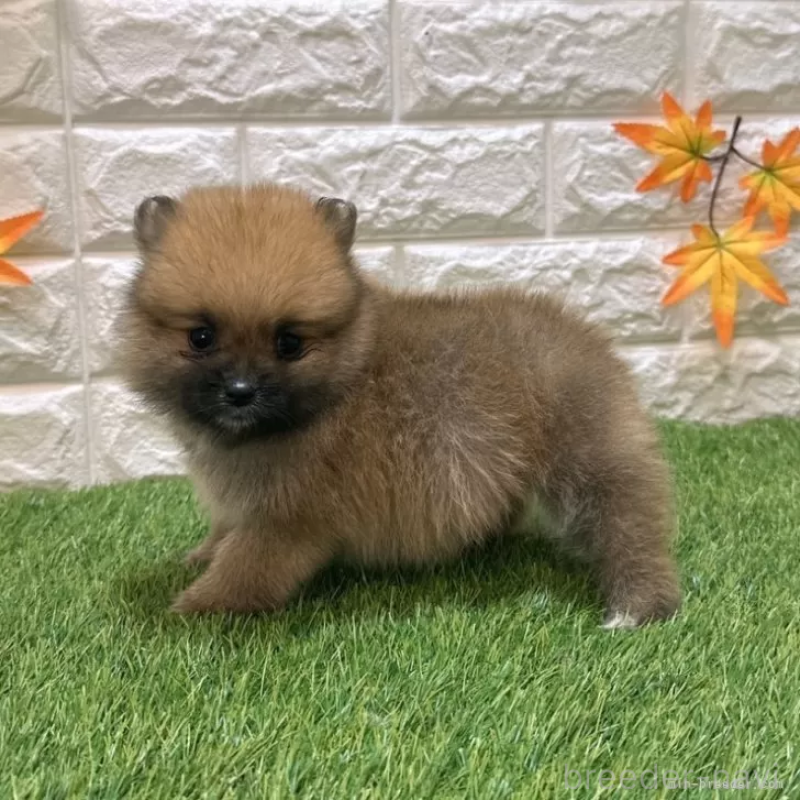 成約済の愛知県のポメラニアン-421800の5枚目