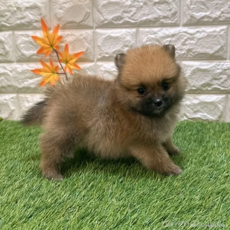 成約済の愛知県のポメラニアン-421800の4枚目