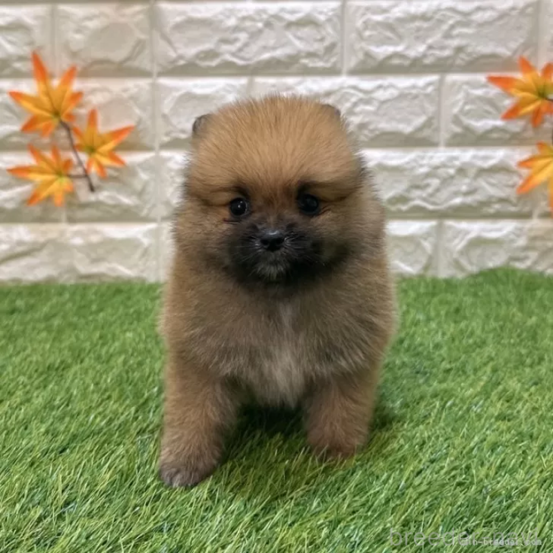 成約済の愛知県のポメラニアン-421800の3枚目