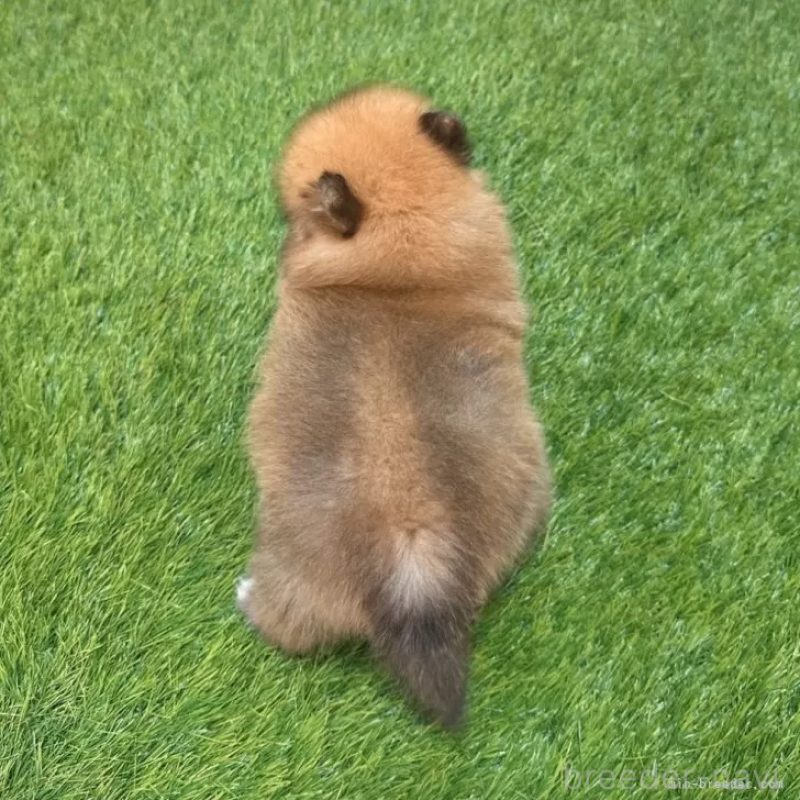 成約済の愛知県のポメラニアン-421800の2枚目