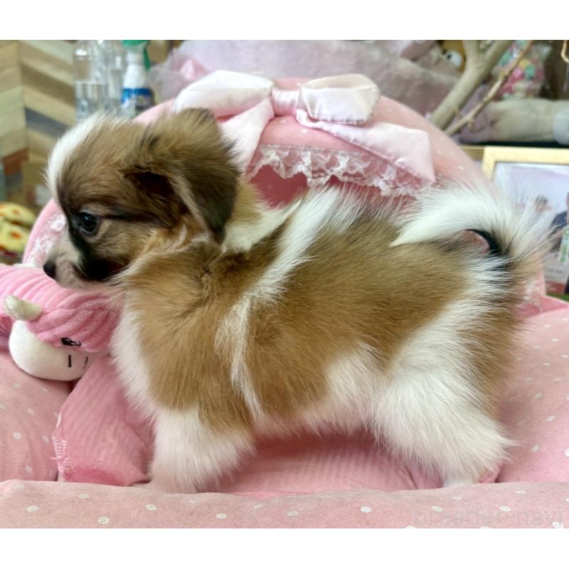 販売中の大阪府のパピヨン-423197の9枚目