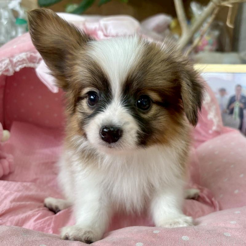 販売中の大阪府のパピヨン-423197の8枚目