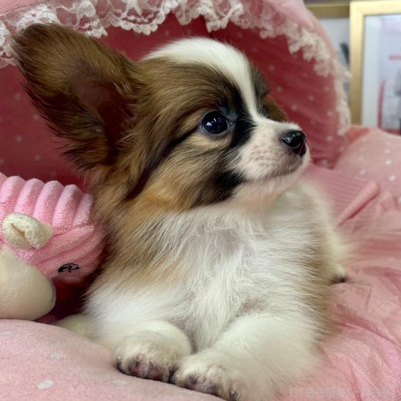 販売中の大阪府のパピヨン-423197の7枚目