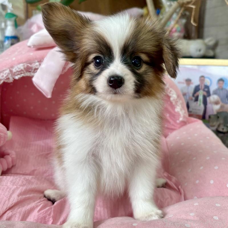 販売中の大阪府のパピヨン-423197の3枚目