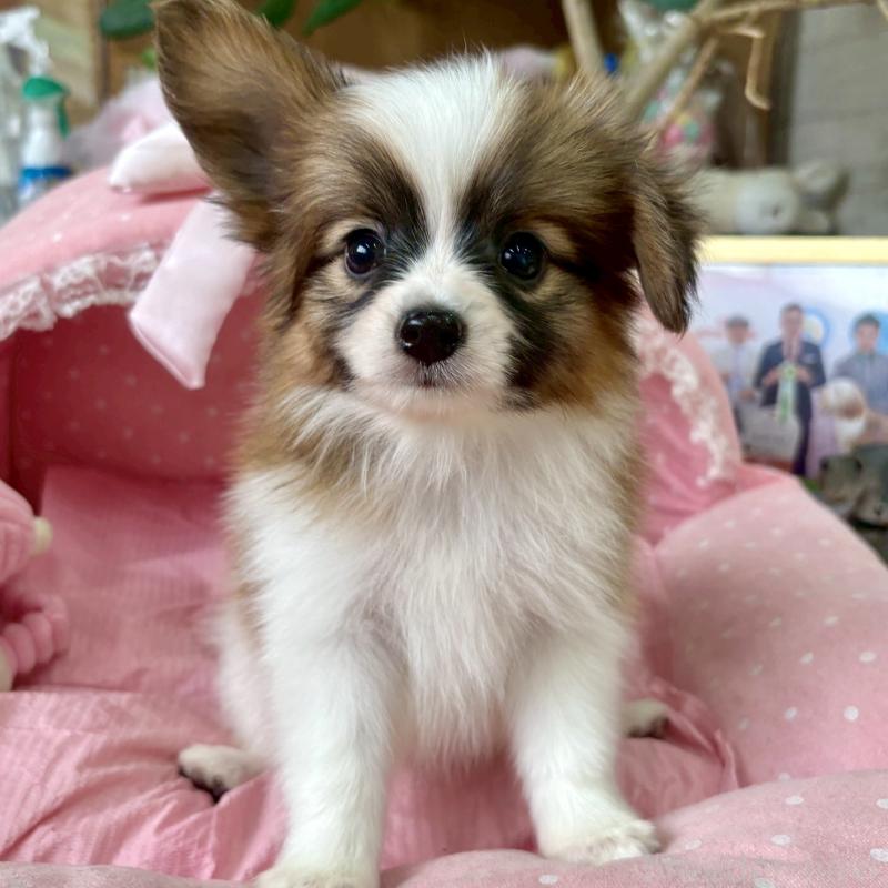 販売中の大阪府のパピヨン-423197の2枚目