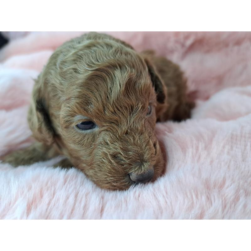 販売中の愛知県のトイプードル-423199