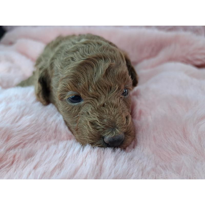 販売中の愛知県のトイプードル-423199の5枚目