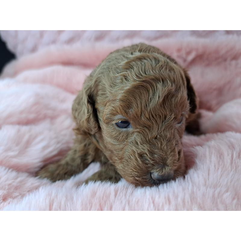 販売中の愛知県のトイプードル-423199の4枚目