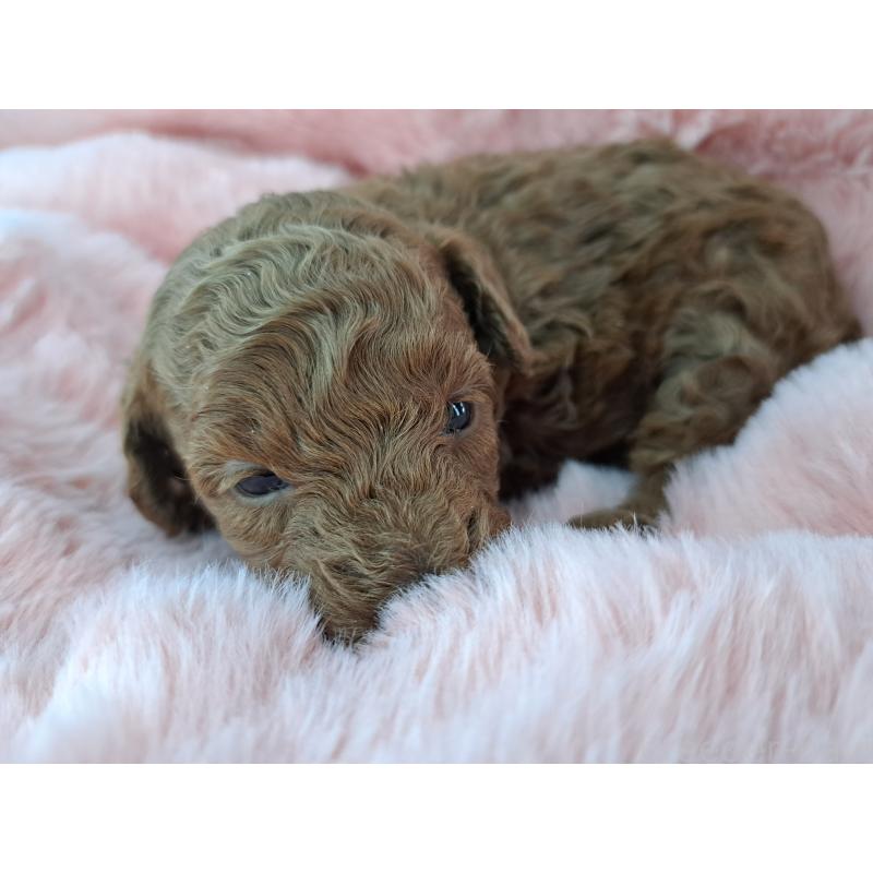 販売中の愛知県のトイプードル-423199の3枚目