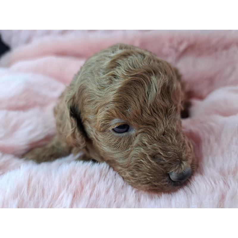 販売中の愛知県のトイプードル-423199の2枚目