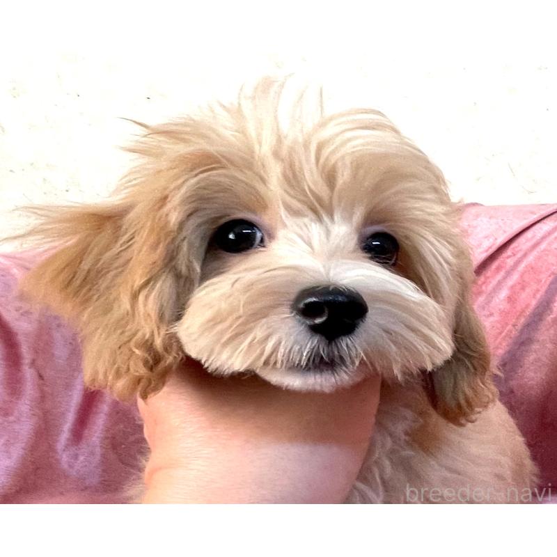 販売中の大阪府のマルプー:マルチーズ×トイプードル-410787の5枚目