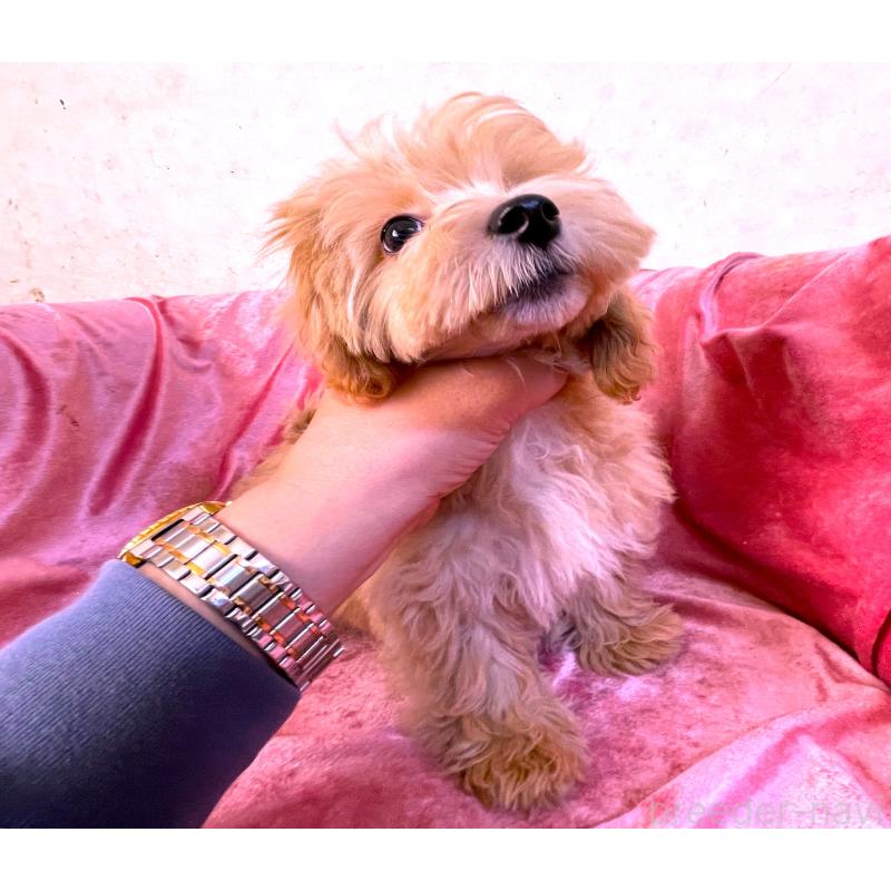 販売中の大阪府のマルプー:マルチーズ×トイプードル-410787の4枚目