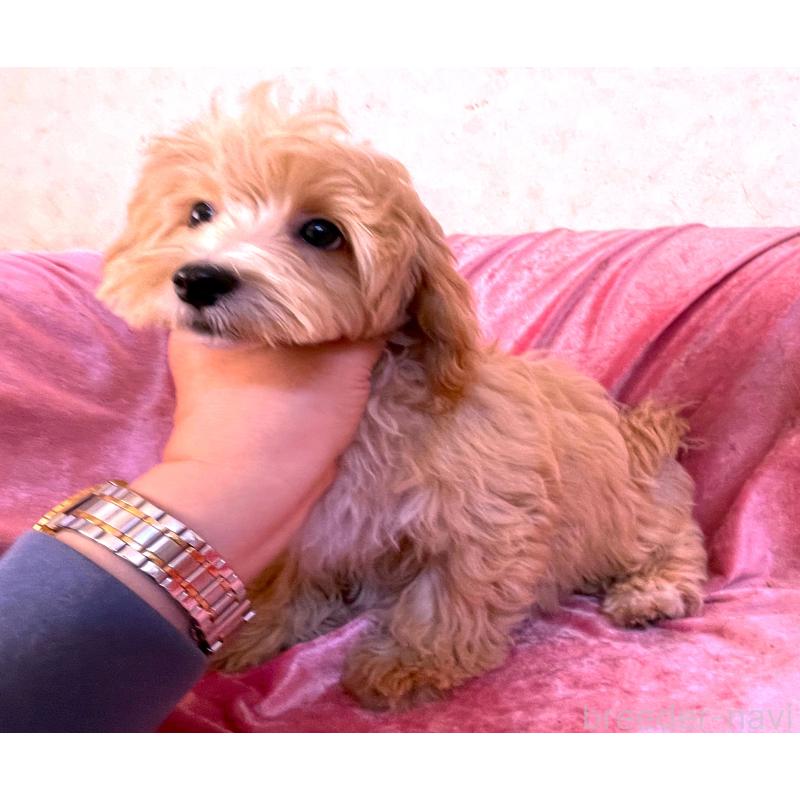 販売中の大阪府のマルプー:マルチーズ×トイプードル-410787の3枚目