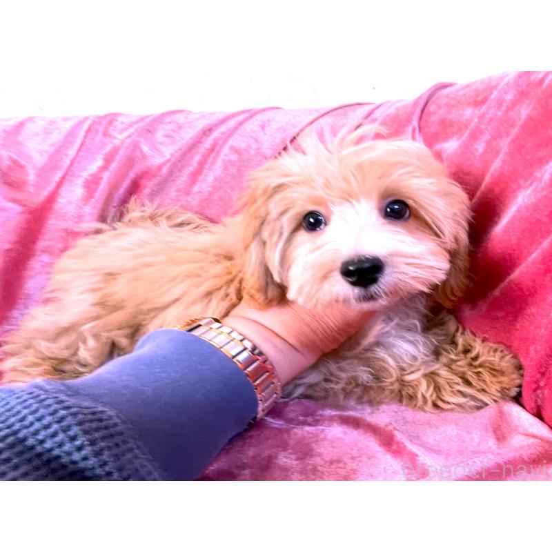 販売中の大阪府のマルプー:マルチーズ×トイプードル-410787の2枚目