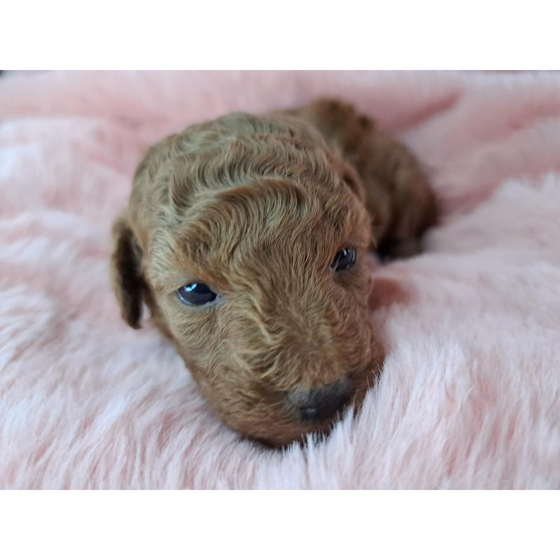 販売中の愛知県のトイプードル-423200の1枚目