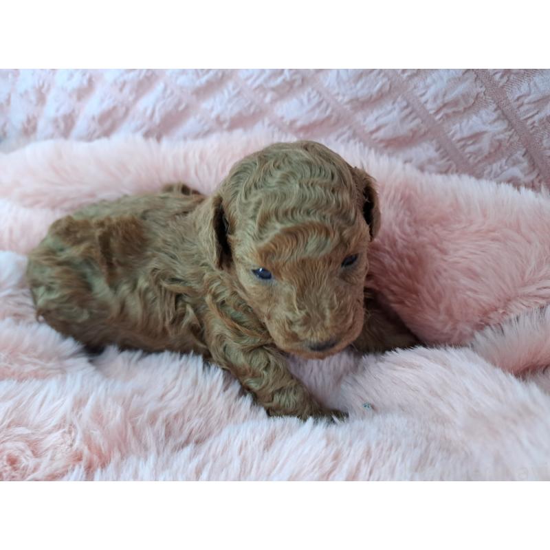 販売中の愛知県のトイプードル-423200の4枚目