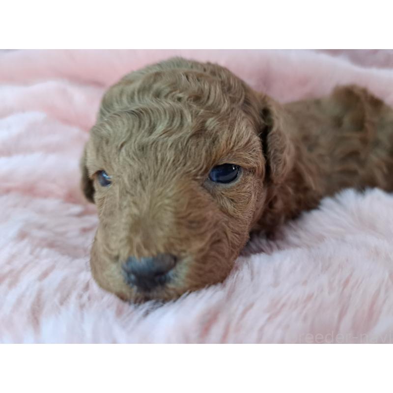 販売中の愛知県のトイプードル-423200の3枚目