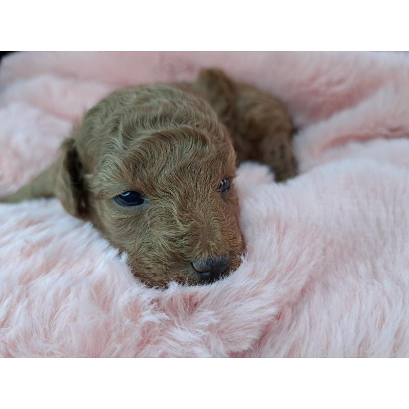 販売中の愛知県のトイプードル-423200の2枚目