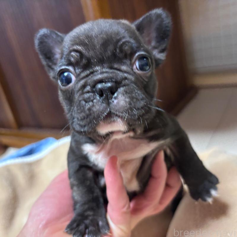 販売中の三重県のフレンチブルドッグ-421671