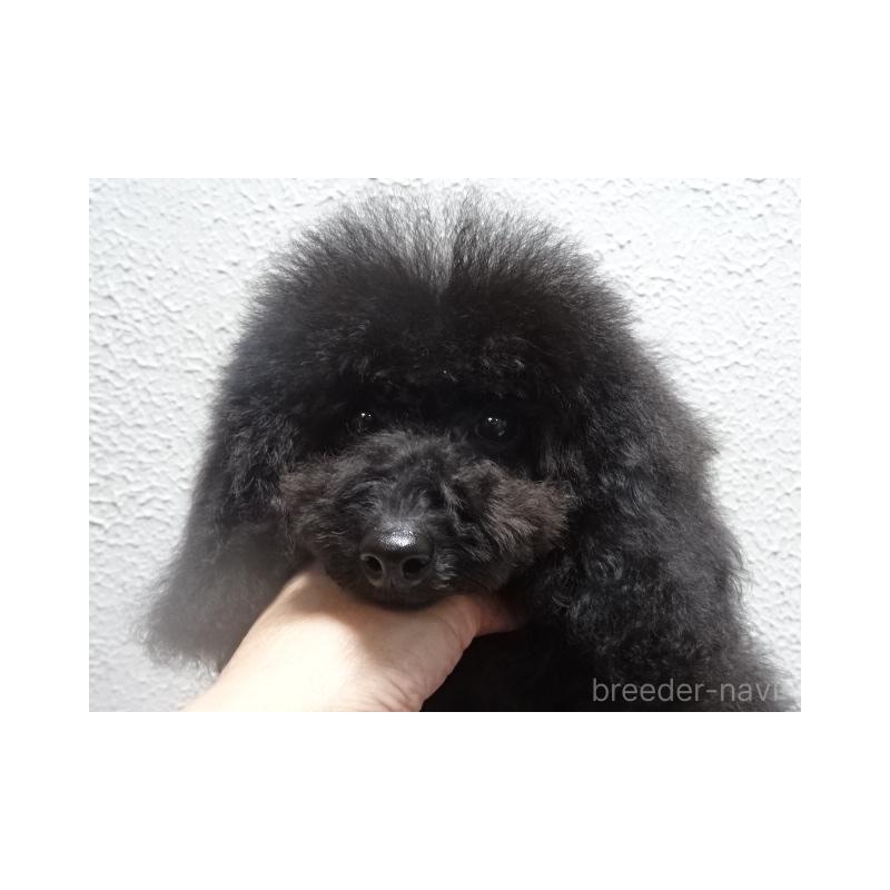 販売中の大阪府のタイニープードル-405737の5枚目