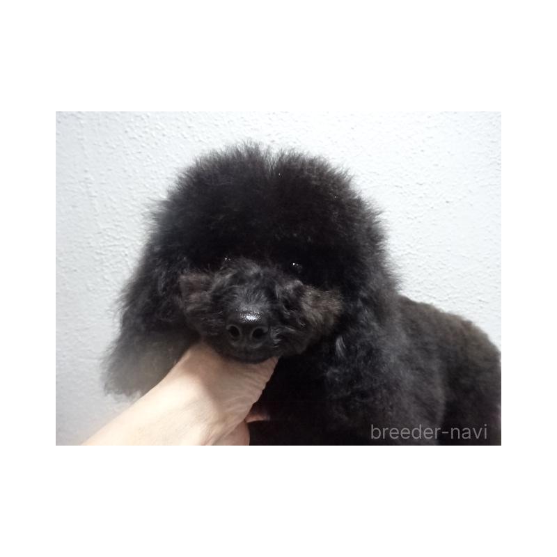 販売中の大阪府のタイニープードル-405737の4枚目