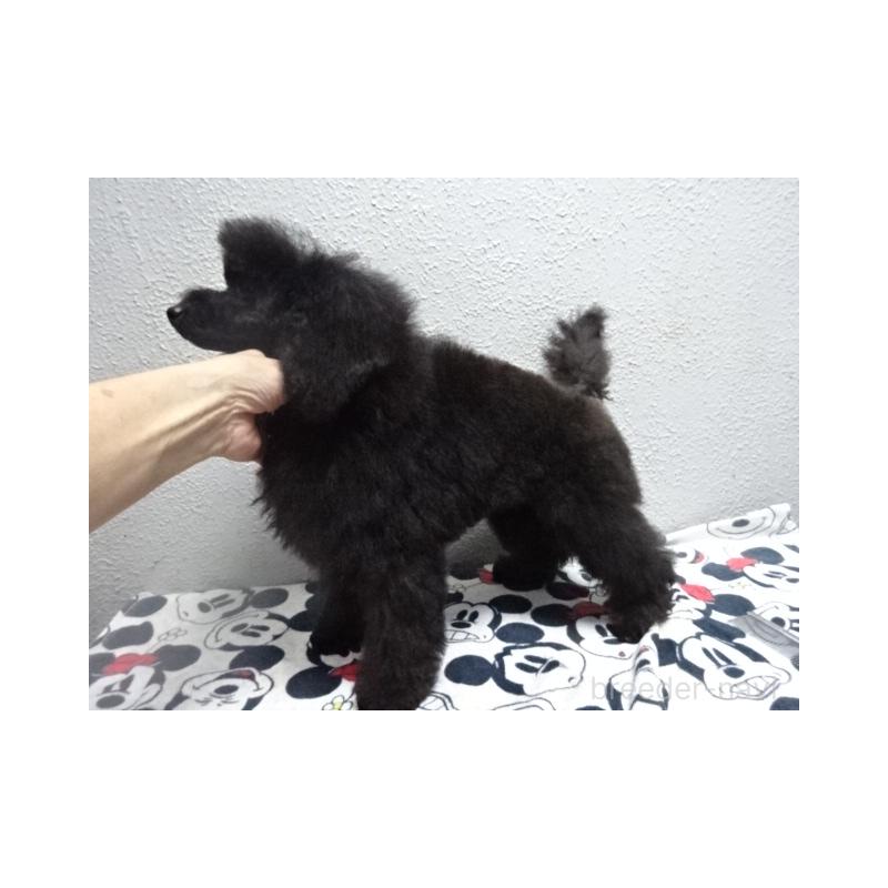 販売中の大阪府のタイニープードル-405737の3枚目