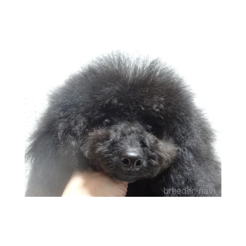 販売中の大阪府のタイニープードル-405737の2枚目