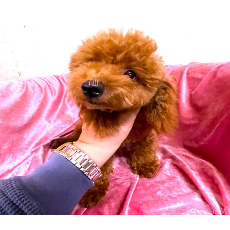 販売中の大阪府のタイニープードル-389967