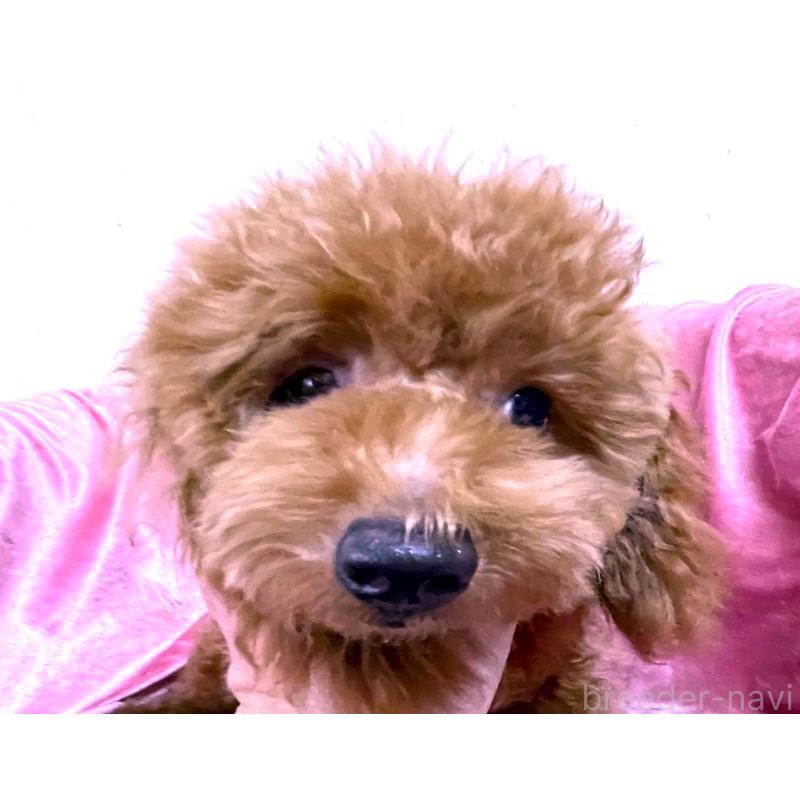 販売中の大阪府のタイニープードル-389967の5枚目