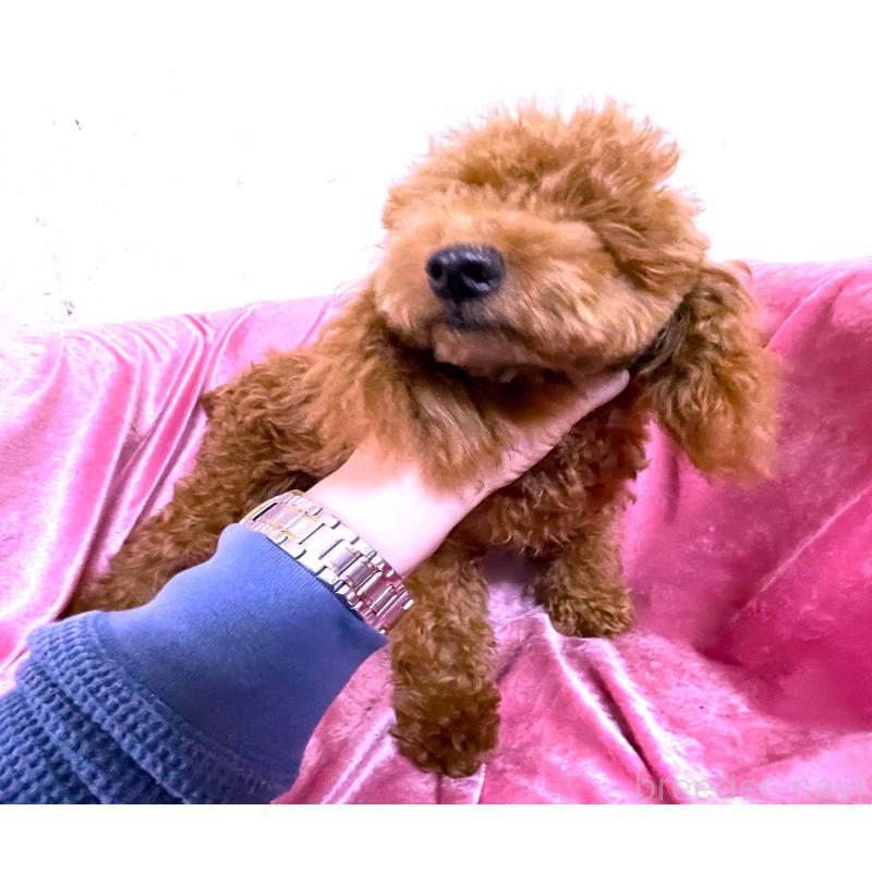 販売中の大阪府のタイニープードル-389967の4枚目