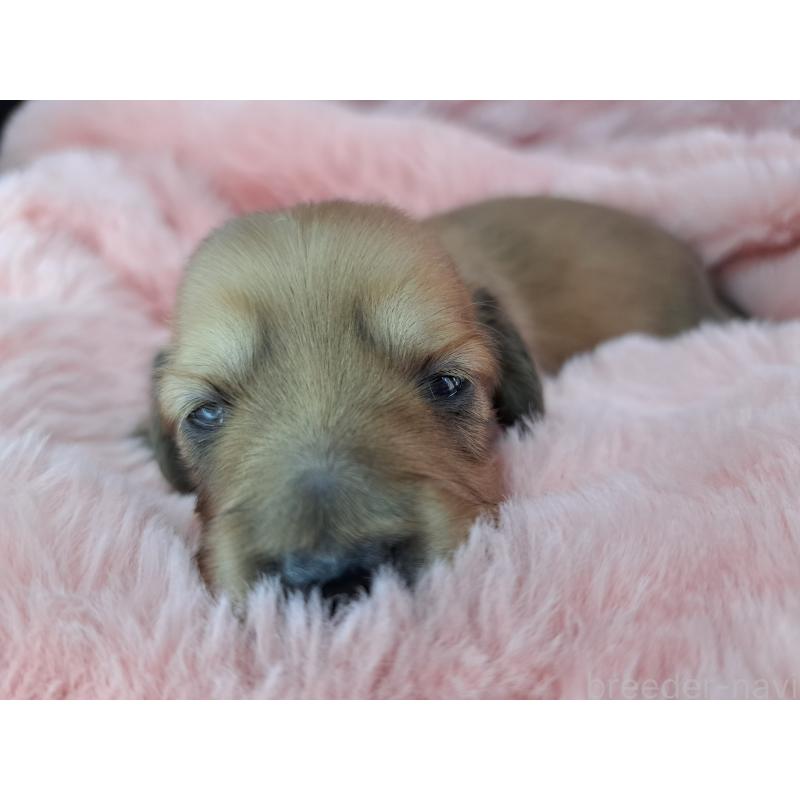 販売中の愛知県のミニチュアダックスフンド(ロングヘアード)-423201の1枚目