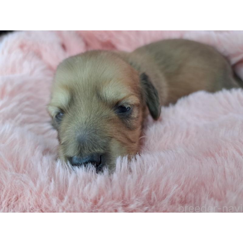 販売中の愛知県のミニチュアダックスフンド(ロングヘアード)-423201の4枚目