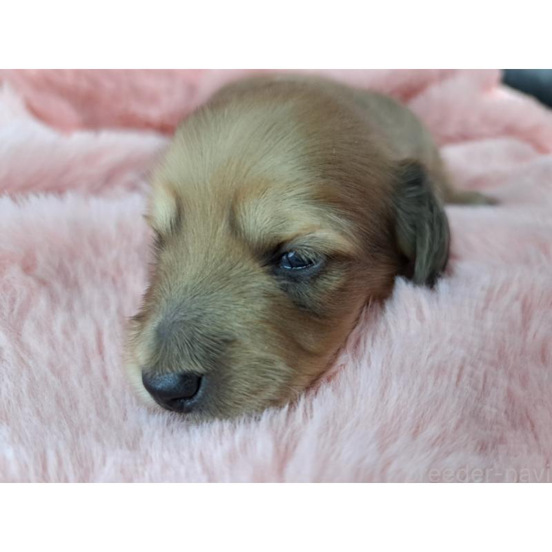 販売中の愛知県のミニチュアダックスフンド(ロングヘアード)-423201の3枚目