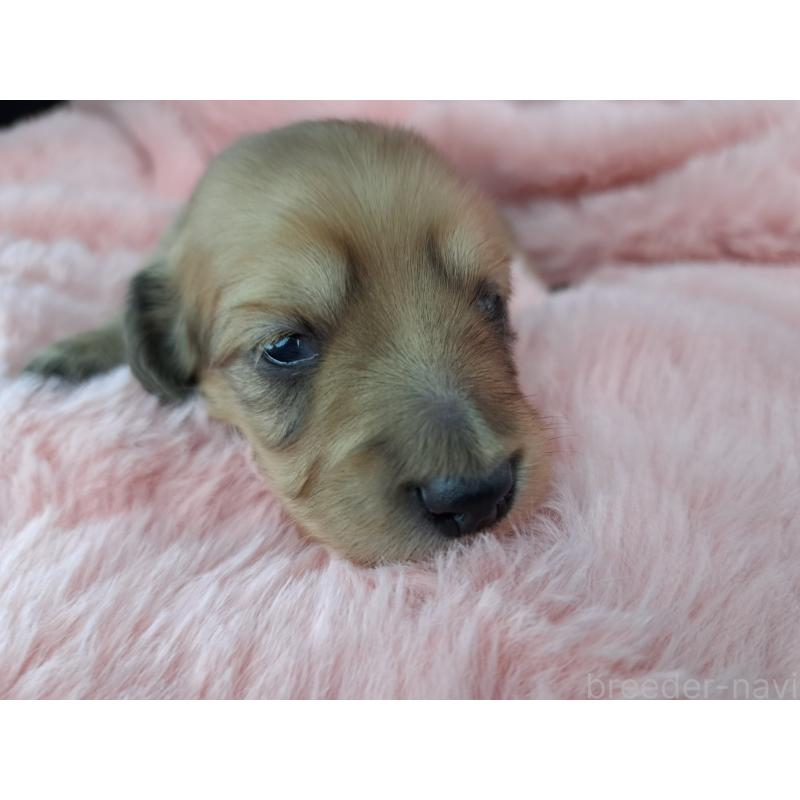 販売中の愛知県のミニチュアダックスフンド(ロングヘアード)-423201の2枚目